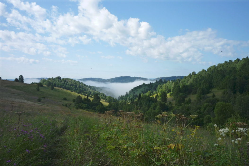 лимонник