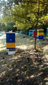 Репортаж: наша пасека в июле 2018
