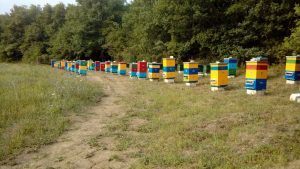 Репортаж: наша пасека в июле 2018