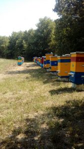 Репортаж: наша пасека в июле 2018
