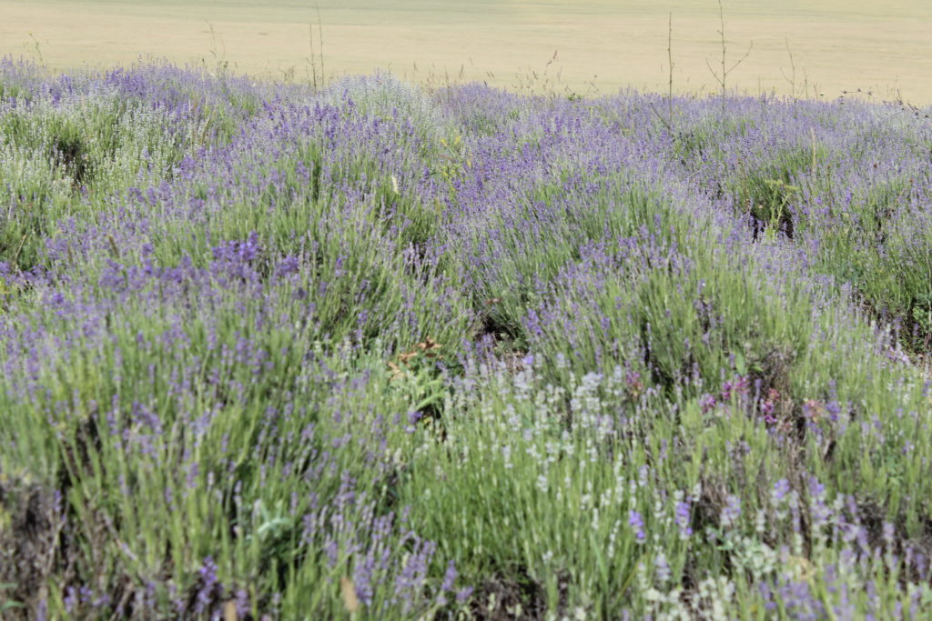 Лавандовое поле в цвету
