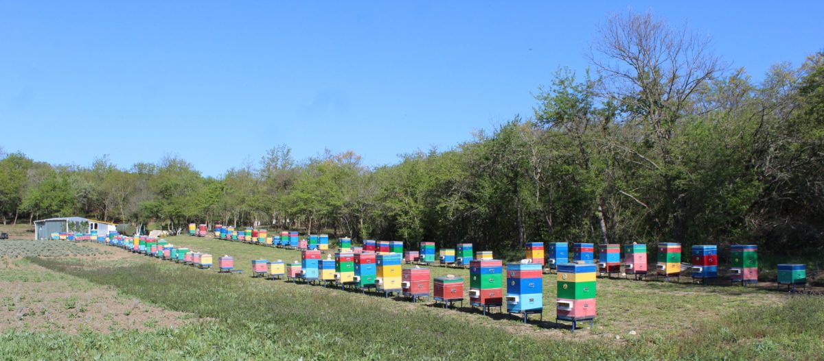 Панорама пасеки в горах